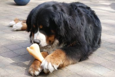 Farah de Zandvijver, Bernese Mountaindogs v.d. Clemensberghoeve